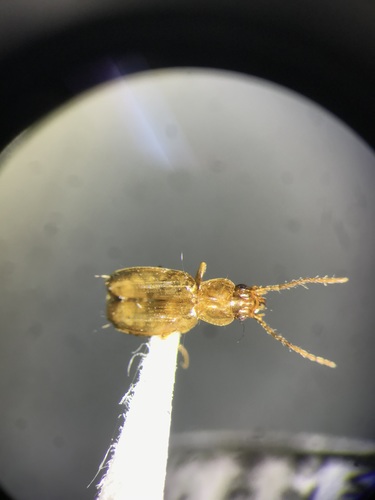 Apical Riverbank Ground Beetle
