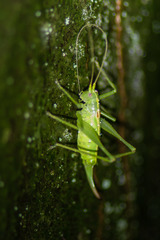 Meconema meridionale