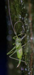 Meconema meridionale