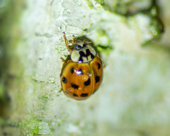 Harmonia axyridis