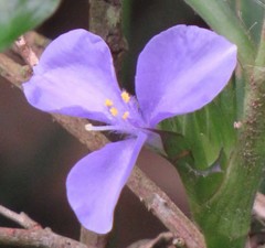 Coleotrype natalensis