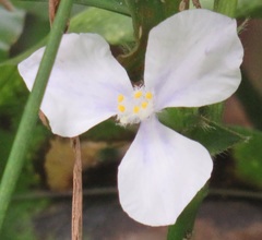 Coleotrype natalensis