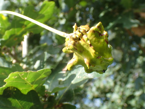 Knopper Gall Wasp, Het Lingebos, Vuren, Gelderland, NL, photo 6 of 10