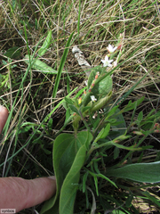 Oxygonum dregeanum
