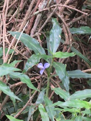 Coleotrype natalensis