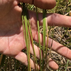Carex bicknellii, photograph (c) Andrew Conboy, some rights reserved (CC BY)