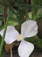 Coleotrype natalensis