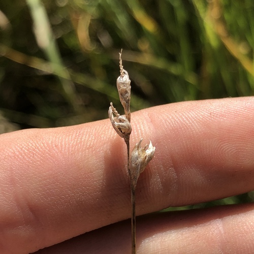 Bicknell's Sedge (Carex bicknellii)