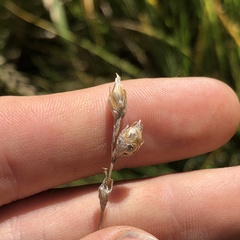 Carex bicknellii, photograph (c) Andrew Conboy, some rights reserved (CC BY)