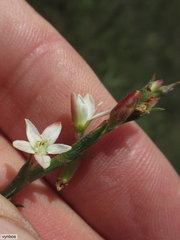 Oxygonum dregeanum