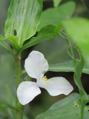 Coleotrype natalensis