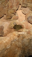 Craugastor yucatanensis