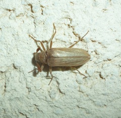 Arrhaphipterus blanchei