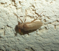 Arrhaphipterus blanchei