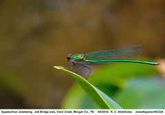 Calopteryx angustipennis