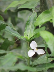 Coleotrype natalensis