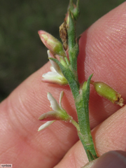 Oxygonum dregeanum
