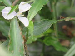 Coleotrype natalensis