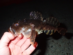 Myoxocephalus scorpius
