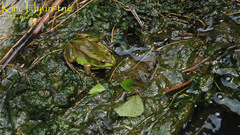 Pelophylax chosenicus