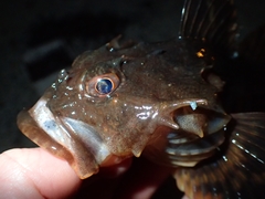 Myoxocephalus scorpius