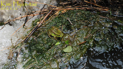 Pelophylax chosenicus