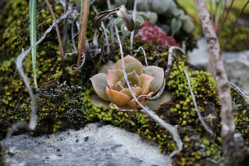 Echeveria eurychlamys
