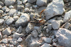 Melanoplus plebejus
