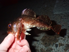 Myoxocephalus scorpius