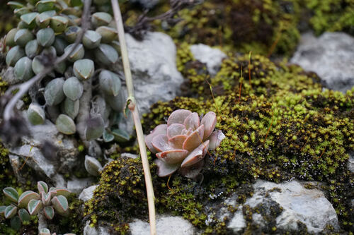 Echeveria eurychlamys
