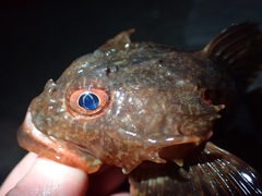 Myoxocephalus scorpius