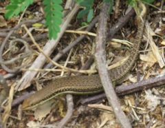 Trachylepis depressa