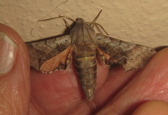 Odontosida pusillus