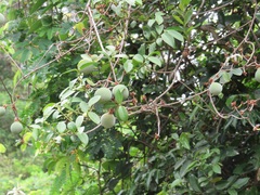 Ancylobothrys petersiana