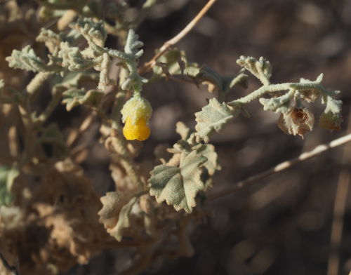 Hermannia minutiflora image