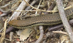 Trachylepis depressa