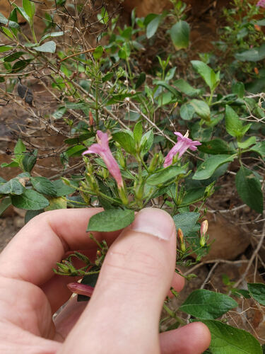 Ruellia floribunda, photograph 2