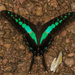 Kigezi Swordtail - Photo (c) Janne Asp, some rights reserved (CC BY-NC-ND), uploaded by Janne Asp