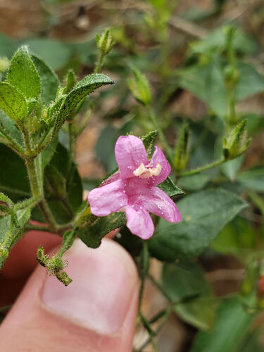 Ruellia floribunda