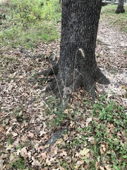 Elymus villosus