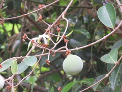 Ancylobothrys petersiana