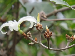 Ancylobothrys petersiana