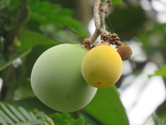 Ancylobothrys petersiana