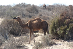 Camelus dromedarius