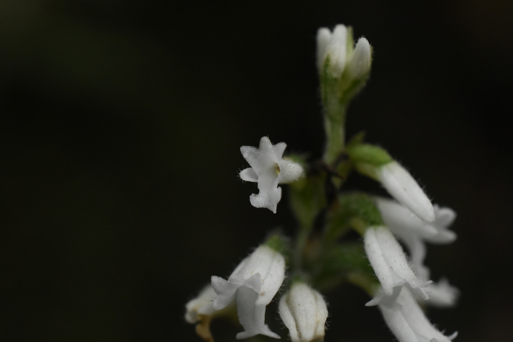 Microchilus anchoriferus