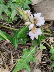 Mountain Acanthus (Acanthus montanus)