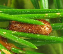 Pristiphora abietina