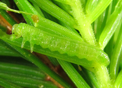 Pristiphora abietina