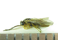 Pristiphora abietina