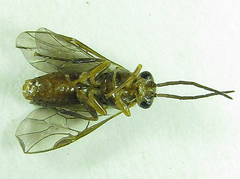 Pristiphora abietina